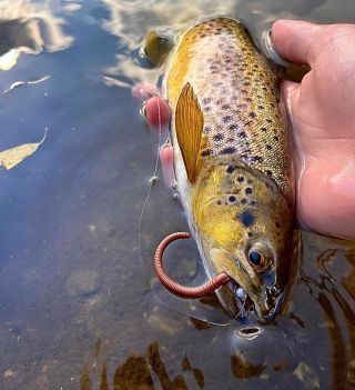 Sezona pstruhů se pomalu blíží dokonce,tak neváhej a běž na náš e-shop doplnit zásobu třeba zrovna těhle Flex worm...